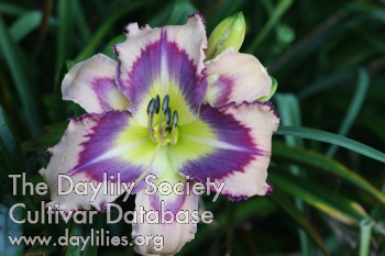 Daylily Pencil Pattern